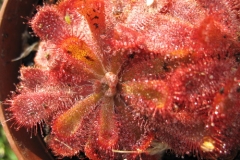 D aliciae IMG_1131