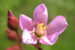 D aliciae IMG_2170
