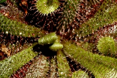 kødædende planter