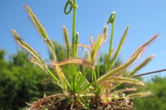 D capensis IMG_6665