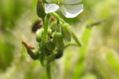D capensis IMG_7602
