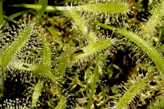 kødædende planter