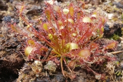 1_2018-06-09-16.15.26