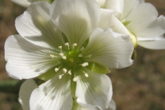 Dionea_muscipula_IMG_1364