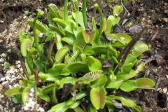 Dionea_muscipula_IMG_7137
