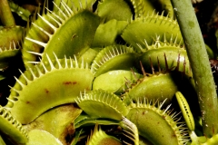 kødædende planter