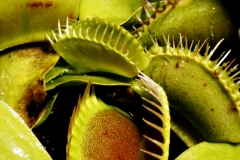 kødædende planter