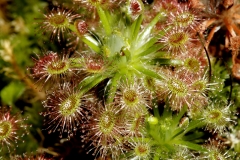 kødædende planter