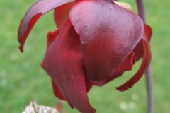 S leucophylla IMG_4631