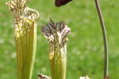 S leucophylla IMG_4665_1