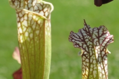 S leucophylla IMG_4668_1