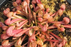 S psittacina IMG_7836